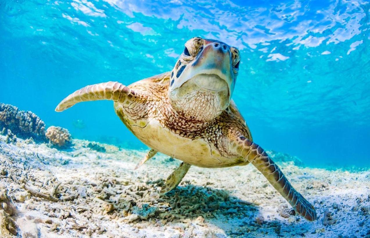Seaturtle Lejlighed Clifton Beach Eksteriør billede